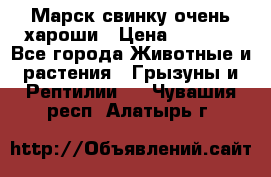 Марск свинку очень хароши › Цена ­ 2 000 - Все города Животные и растения » Грызуны и Рептилии   . Чувашия респ.,Алатырь г.